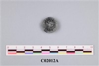 藏品(珊瑚化石)的圖片